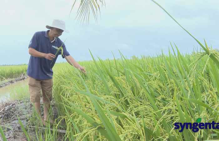 Syngenta và tôi: Tilt Super - Hạt vàng sáng chắc - Vụ mùa bội thu (09-08-2022)